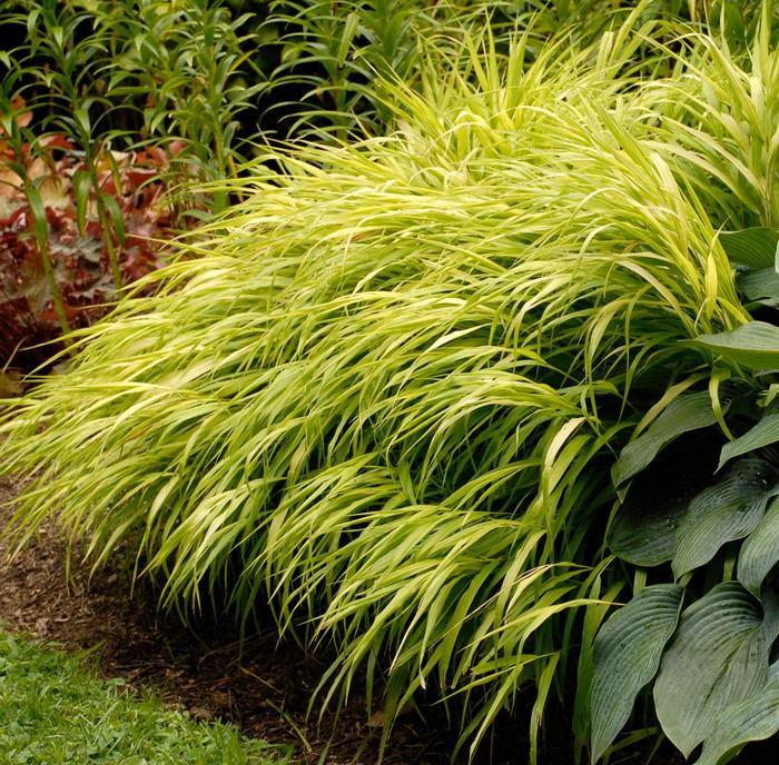 Hakonechloa macra All Gold