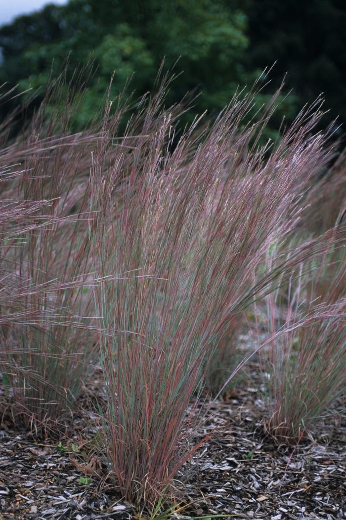 Schizachyrium scoparium The Blues