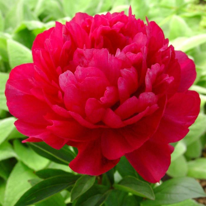 Paeonia lactiflora Red Sarah Bernhardt