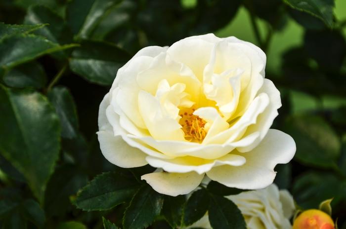 Rosa Popcorn Drift&reg;