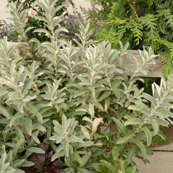 Salix candida Iceberg Alley&reg;