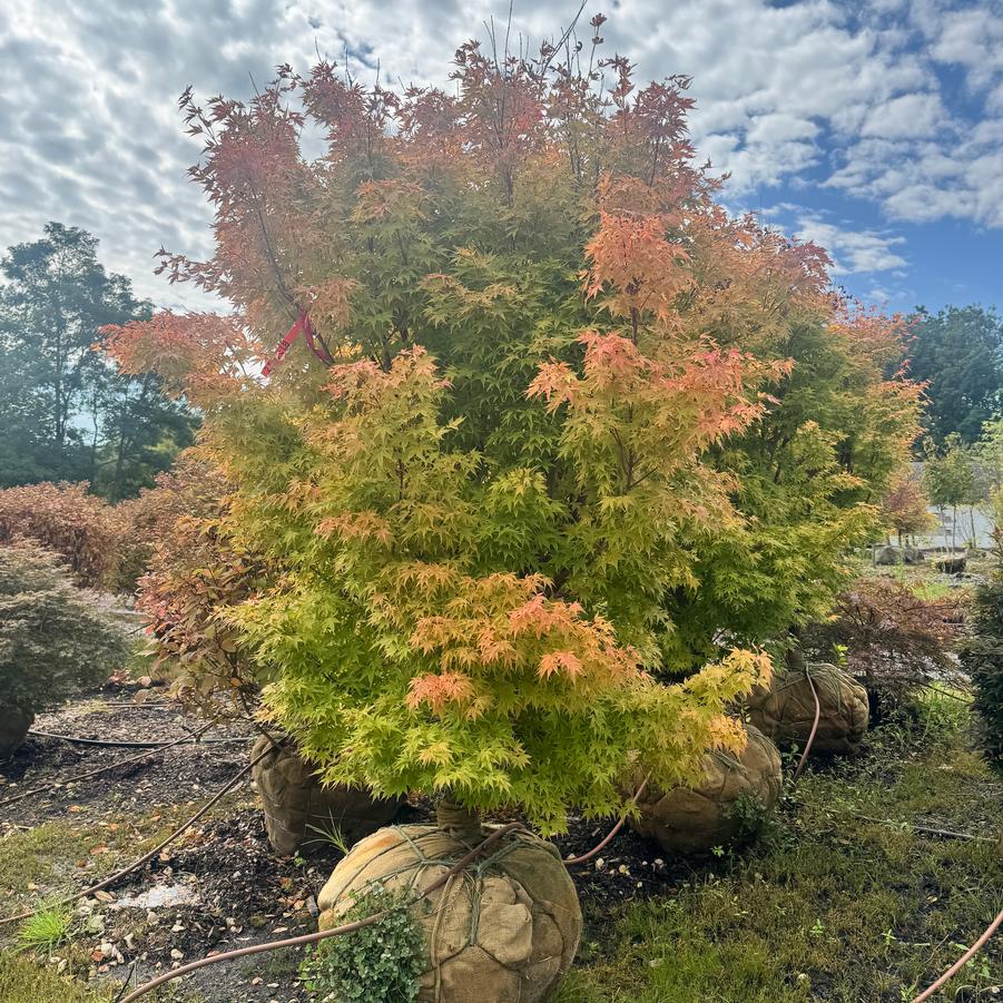 Acer palmatum 'Sango kaku' - Japanese Maple from Kaknes Landscape Acer
