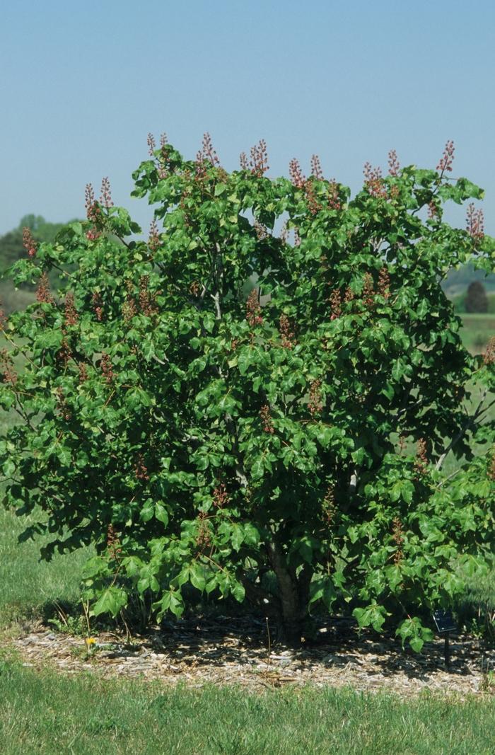 Aesculus x carnea Briotii