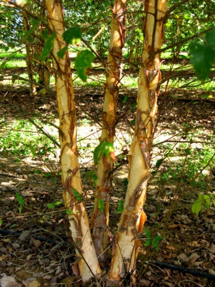 Betula nigra Dura Heat&reg;