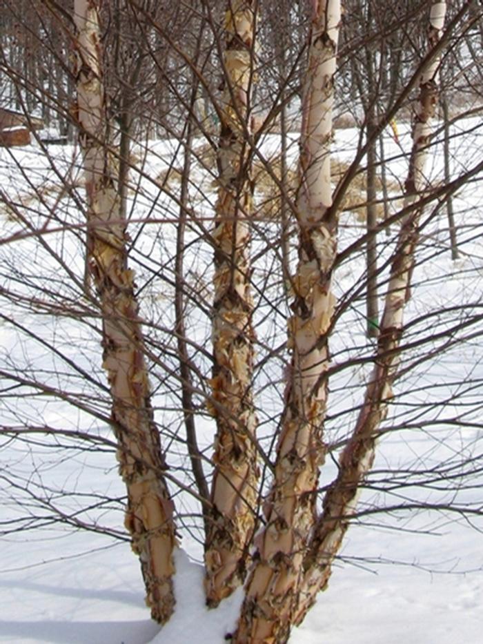 Betula nigra Heritage&reg;