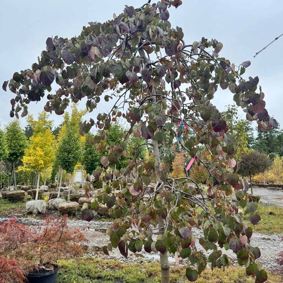 Cercis canadensis 'Ruby Falls' - Weeping Redbud from Kaknes Landscape Acer