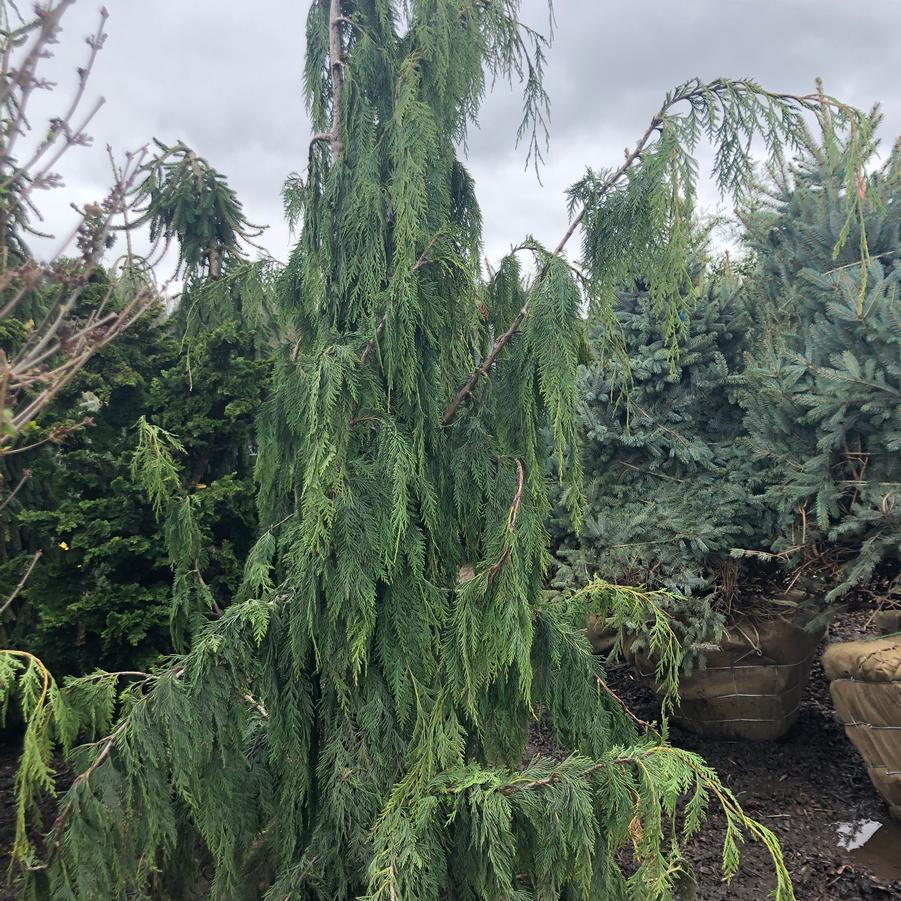 Chamaecyparis nootkatensis 'Pendula' - Weeping Nootka Falsecypress from Kaknes Landscape Acer