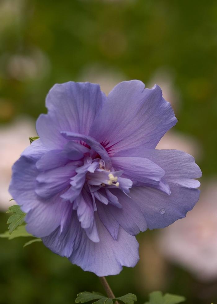 Hibiscus syriacus Blue Chiffon&reg;