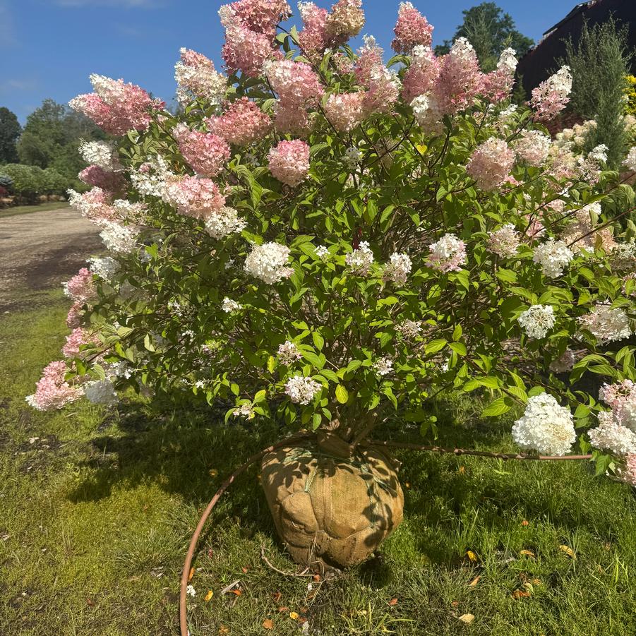 Hydrangea paniculata 'Vanilla Strawberry™' - Hydrangea from Kaknes Landscape Acer