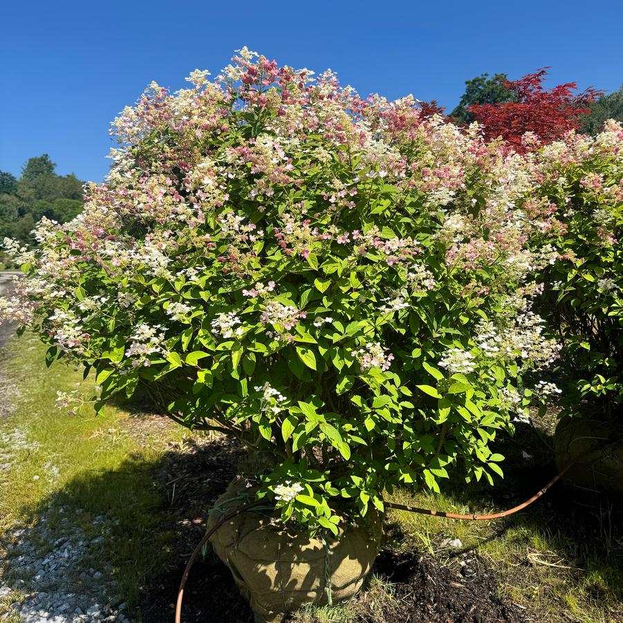 Hydrangea paniculata 'Quick FireÂ®' - Panicle Hydrangea from Kaknes Landscape Acer