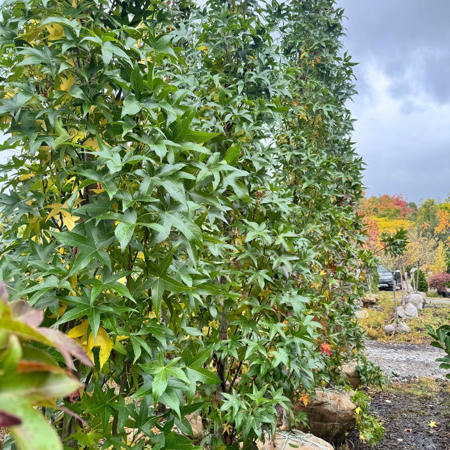Liquidambar styraciflua 'Slender Silhouette' - Sweet Gum from Kaknes Landscape Acer
