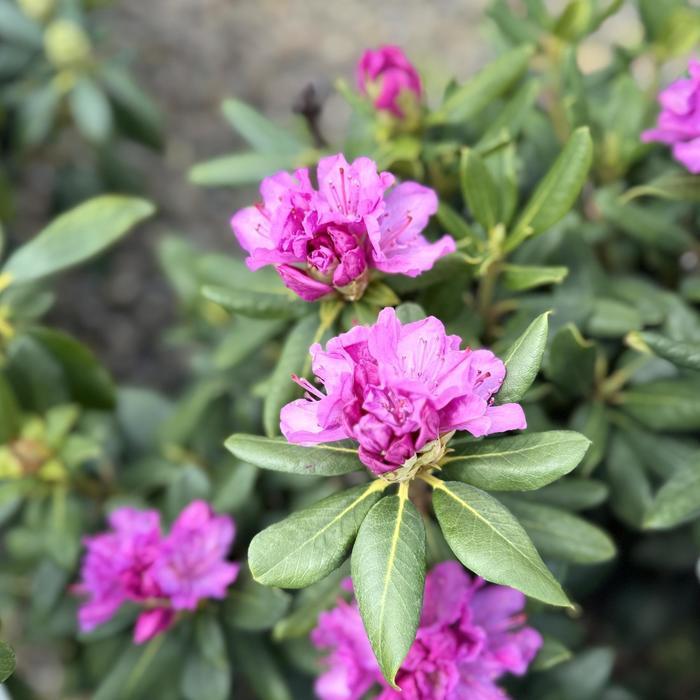 Rhododendron Roseum Elegans