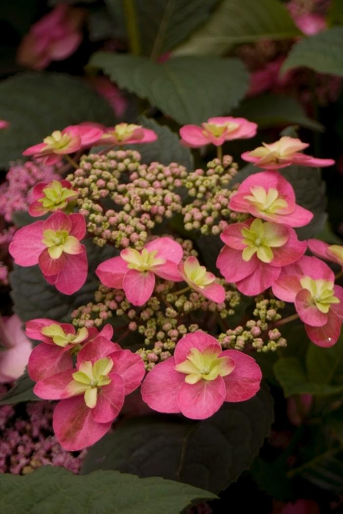Hydrangea serrata Tuff Stuff&trade;