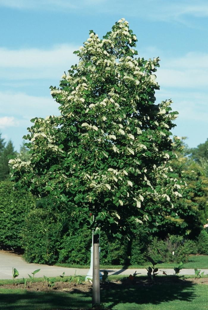 Tilia cordata 