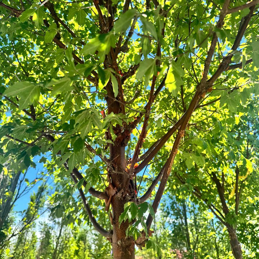 Acer griseum - Paperbark Maple from Kaknes Landscape Acer