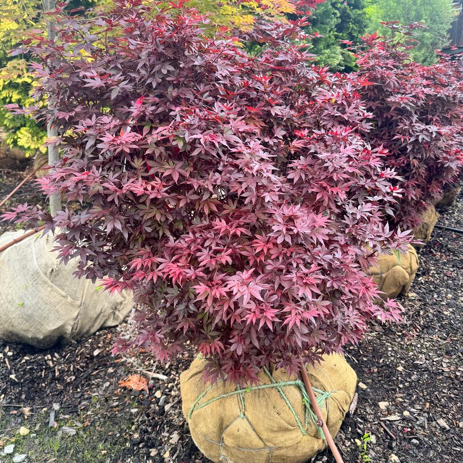 Acer palmatum 'Twombly's Red Sentinel' - Japanese Maple from Kaknes Landscape Acer