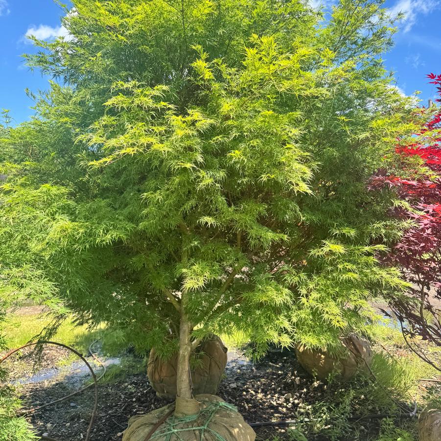Acer palmatum var. dissectum 'Seiryu (Green Dragon)' - Japanese Maple from Kaknes Landscape Acer
