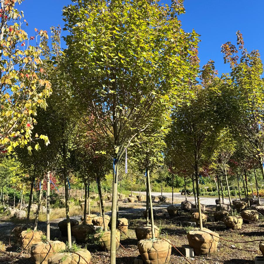 Acer rubrum 'RedpointeÂ®' - Maple from Kaknes Landscape Acer