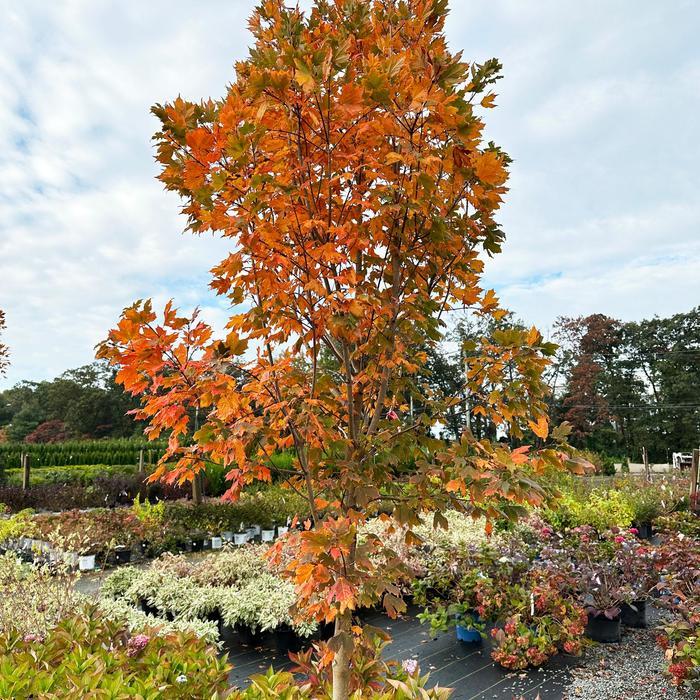 Acer saccharum Green Mountain