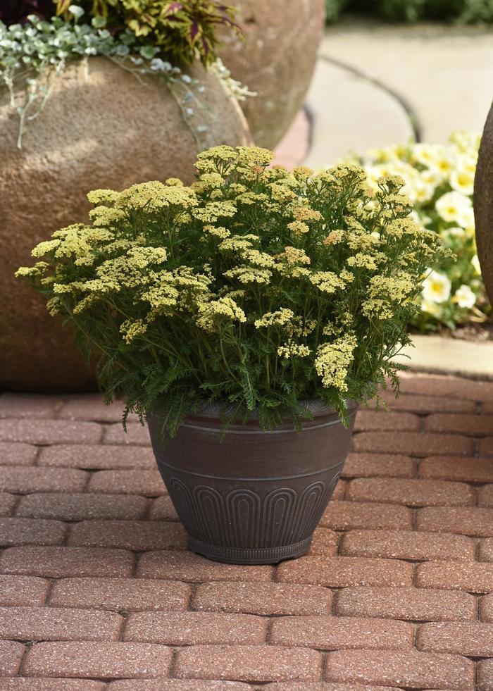 Achillea millefolium Milly Rock&trade; Yellow