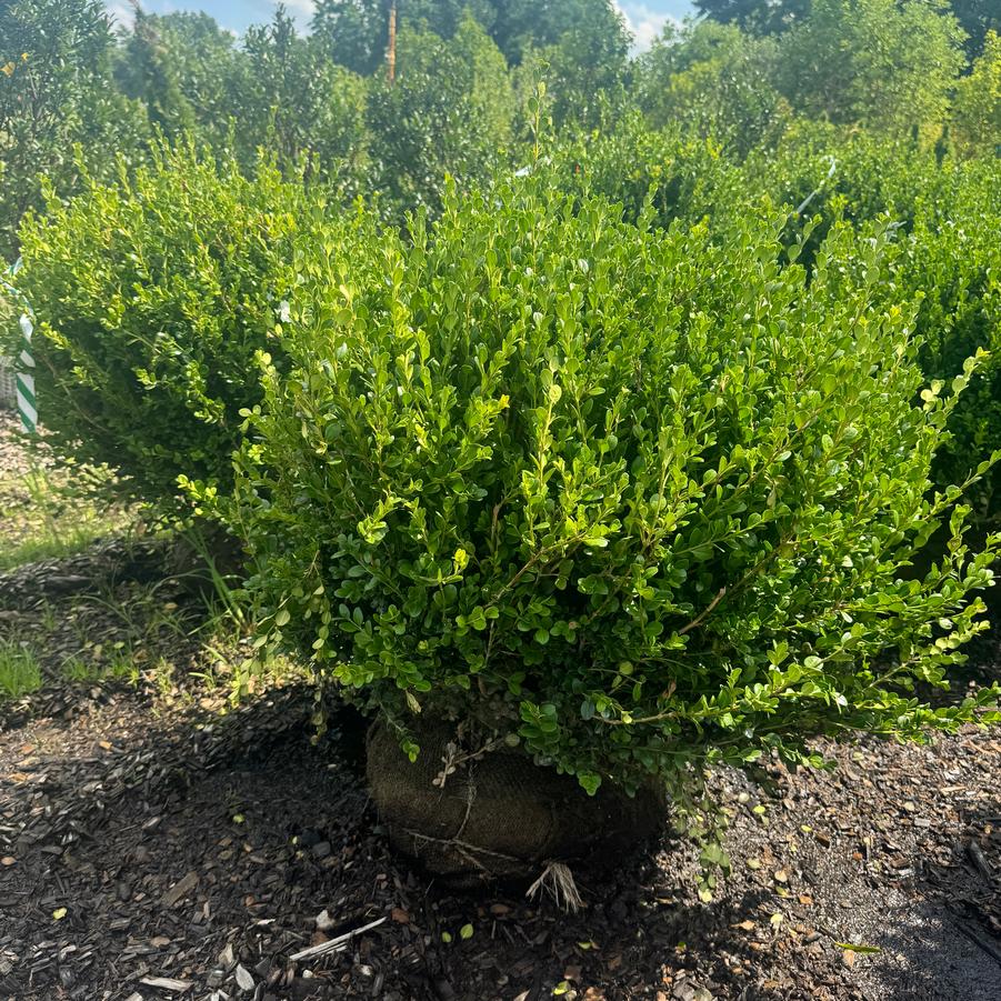 Buxus microphylla japonica 'Winter Gem' - Boxwood from Kaknes Landscape Acer