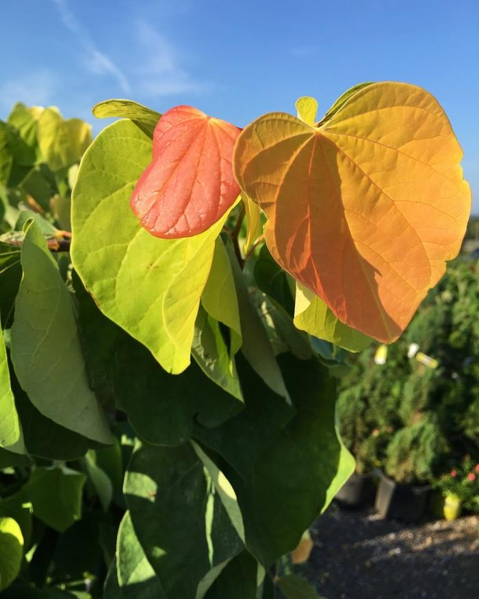 Cercis canadensis The Rising Sun&trade;