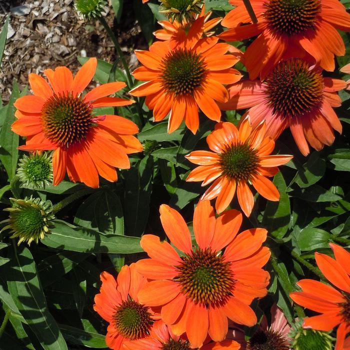 Echinacea Artisan&trade; Soft Orange