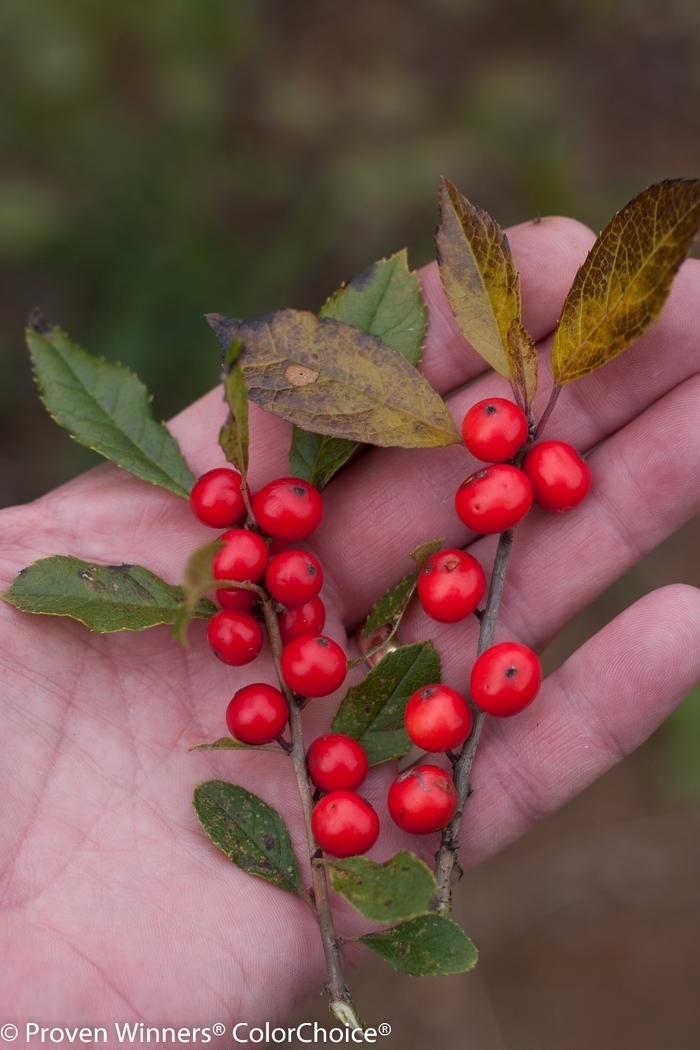 Ilex verticillata Little Goblin&reg; Red