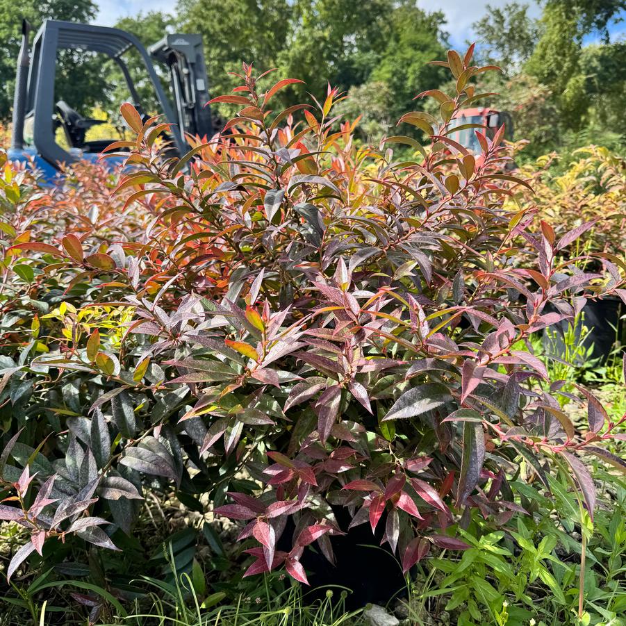 Leucothoe axillaris - Coast Leucothoe from Kaknes Landscape Acer