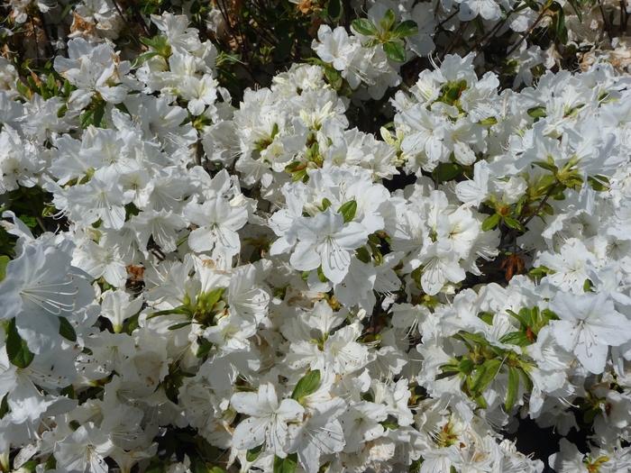 Azalea Delaware Valley White