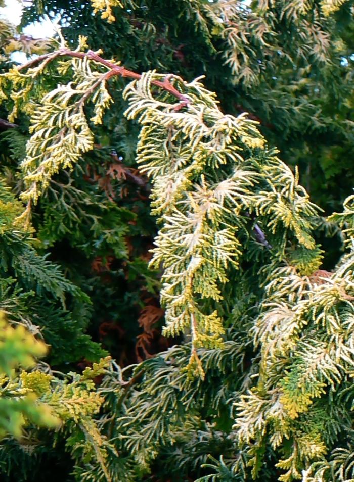 Chamaecyparis obtusa Fernspray