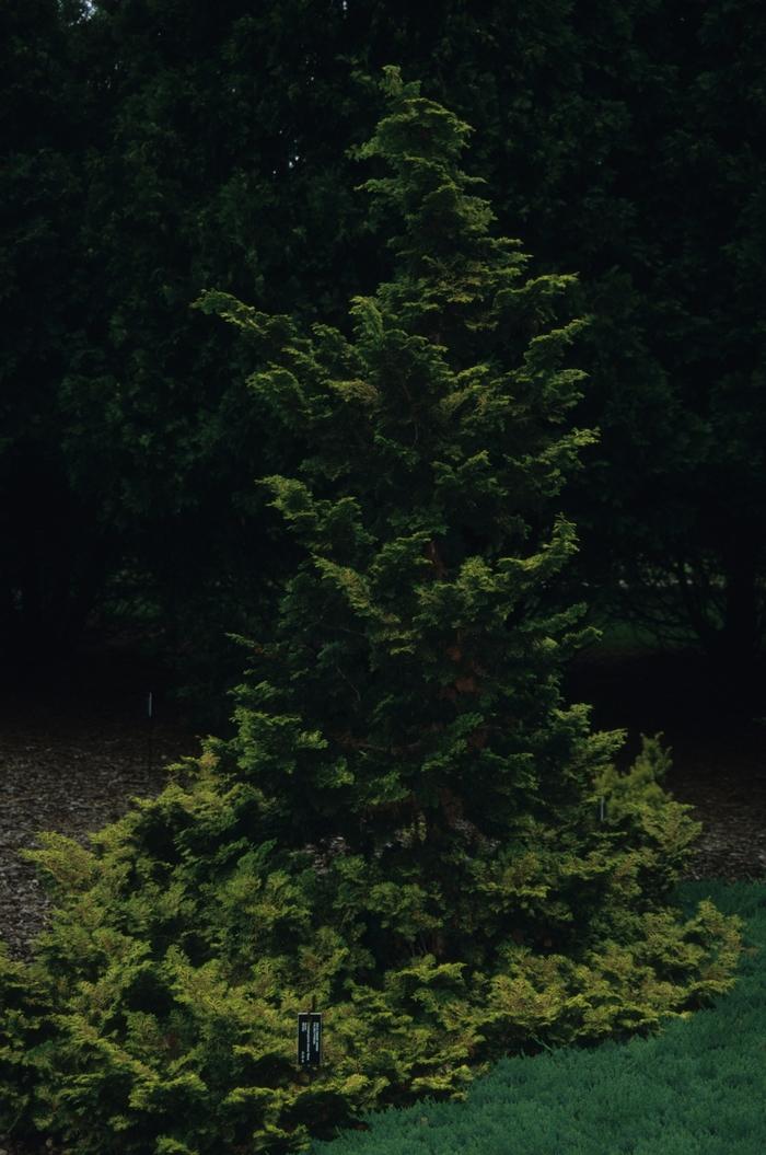 Chamaecyparis obtusa Breviramea