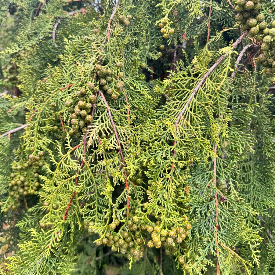 Chamaecyparis Obtusa 'Prostrata' - from Kaknes Landscape Acer
