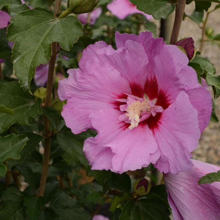 Hibiscus syriacus First Editions&reg; Tahiti&trade;