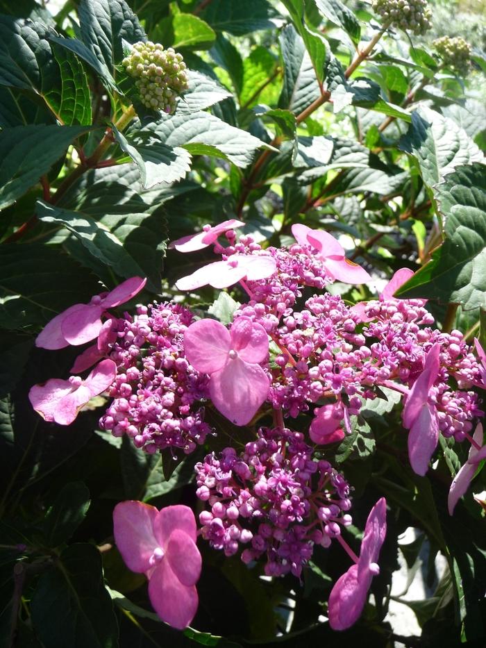 Hydrangea macrophylla Twist-n-Shout&reg;