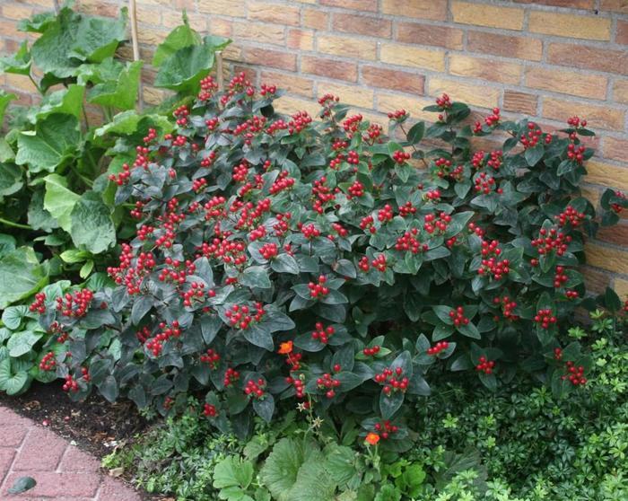 Hypericum x inodorum Magical&reg; Midnight Glow