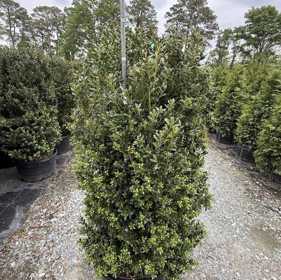 Ilex crenata 'Schwoebel's Upright' - Japanese Holly from Kaknes Landscape Acer