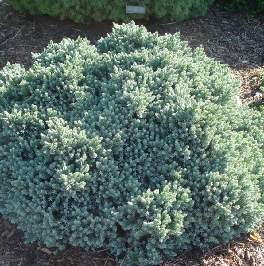 Juniperus squamata 'Blue Star' - Juniper from Kaknes Landscape Acer