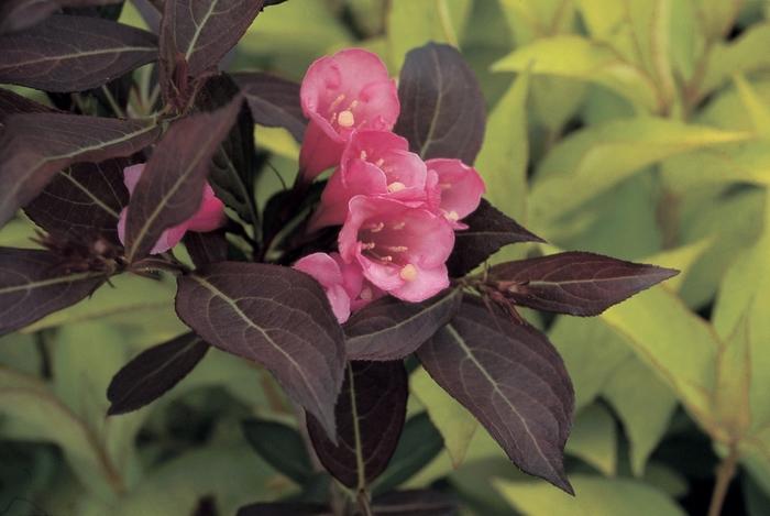 Weigela florida Wine & Roses&reg;