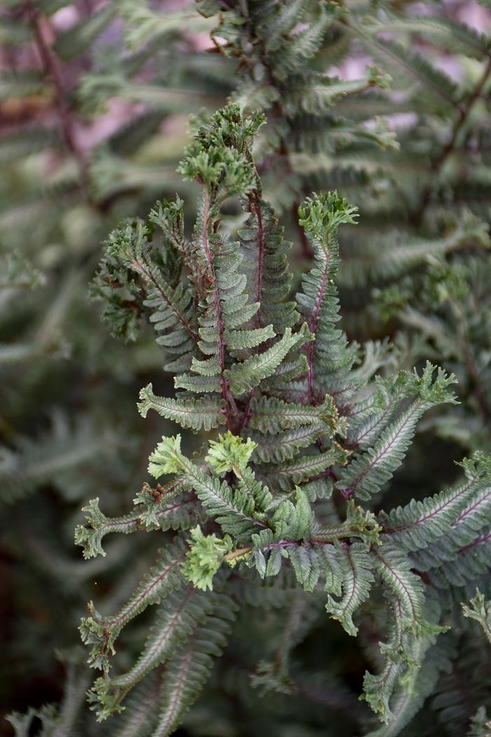 Athyrium niponicum 