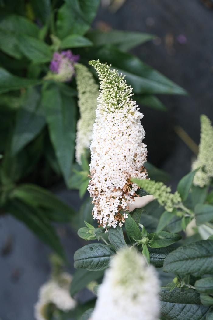 Buddleia Pugster White&reg;
