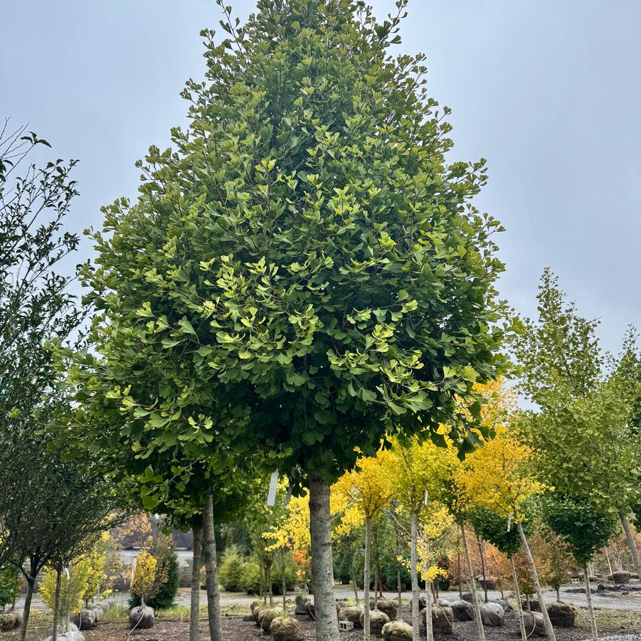Ginkgo biloba 'Goldspire™' - Ginkgo from Kaknes Landscape Acer