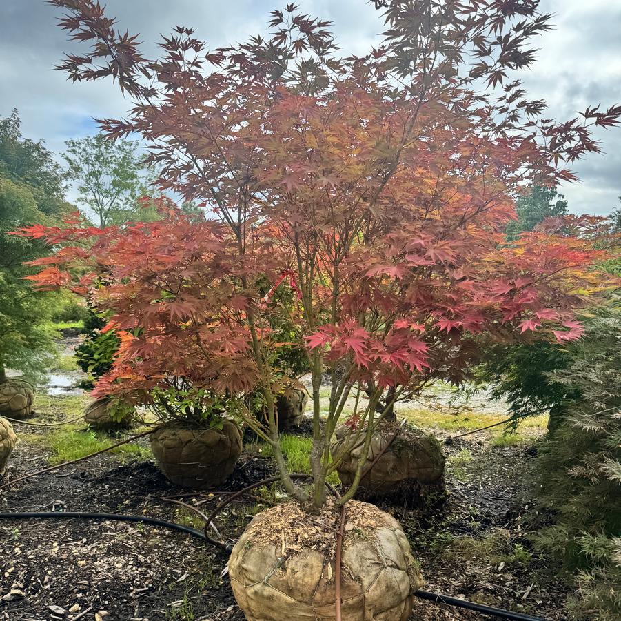 Acer shirasawanum 'Red Dawn' - from Kaknes Landscape Acer