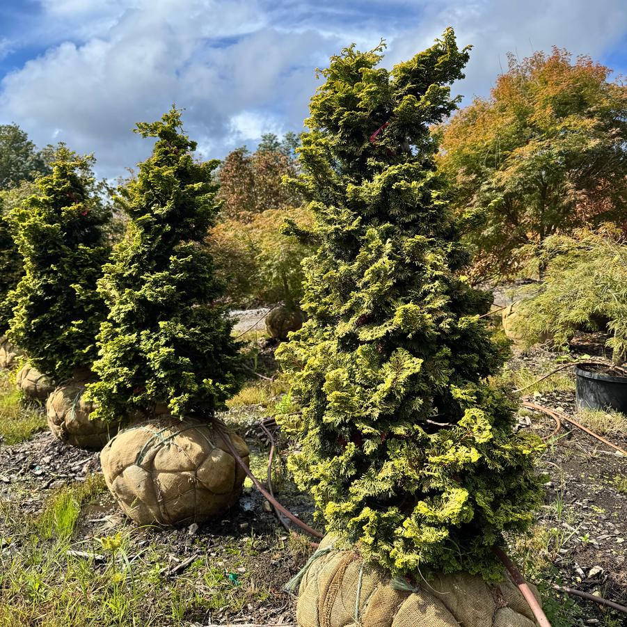 Chamaecyparis obtusa 'Nana Aurea' - Golden Hinoki Cypress from Kaknes Landscape Acer