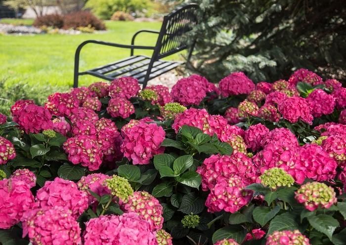 Hydrangea macrophylla Summer Crush&reg;