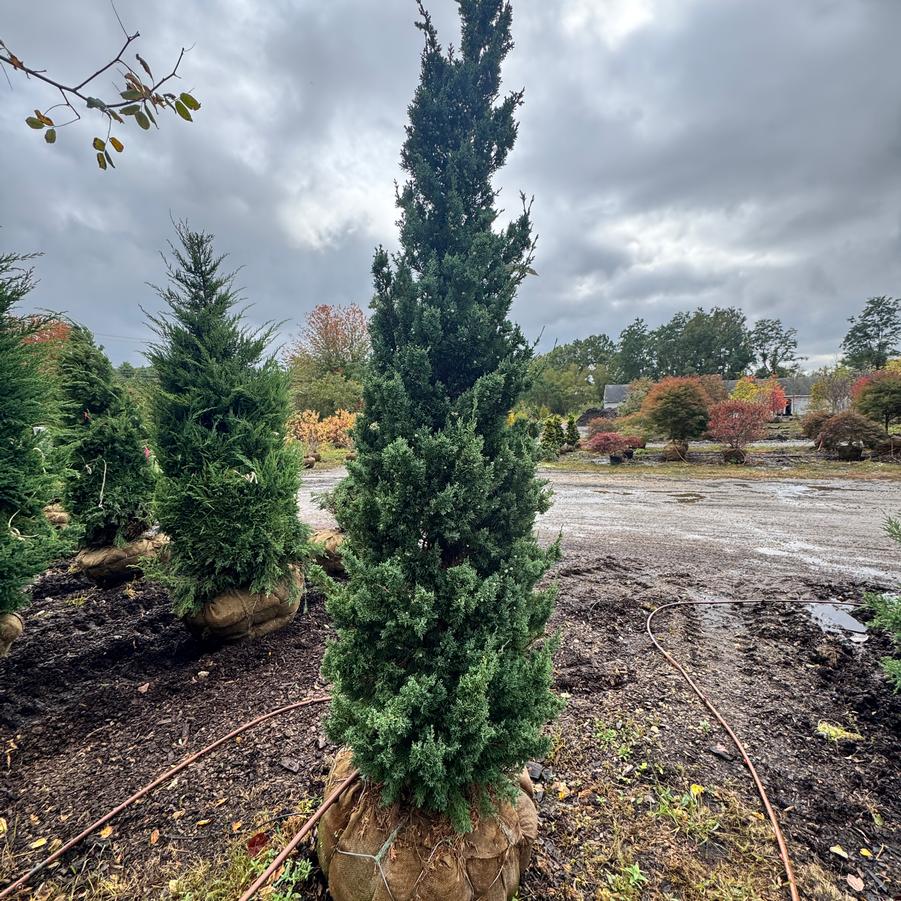 Juniperus chinensis 'Trautman' - Juniper from Kaknes Landscape Acer