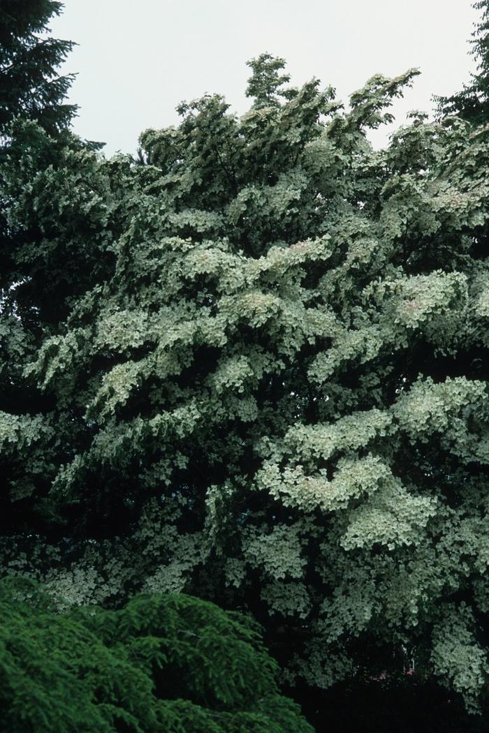 Cornus kousa chinensis 
