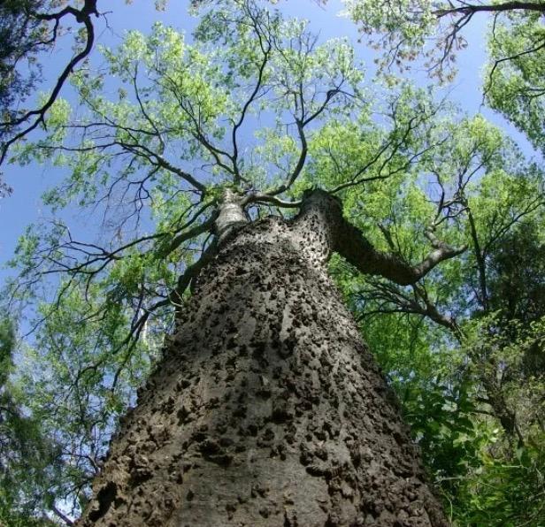 Celtis laevigata - Sugarberry from Kaknes Landscape Acer