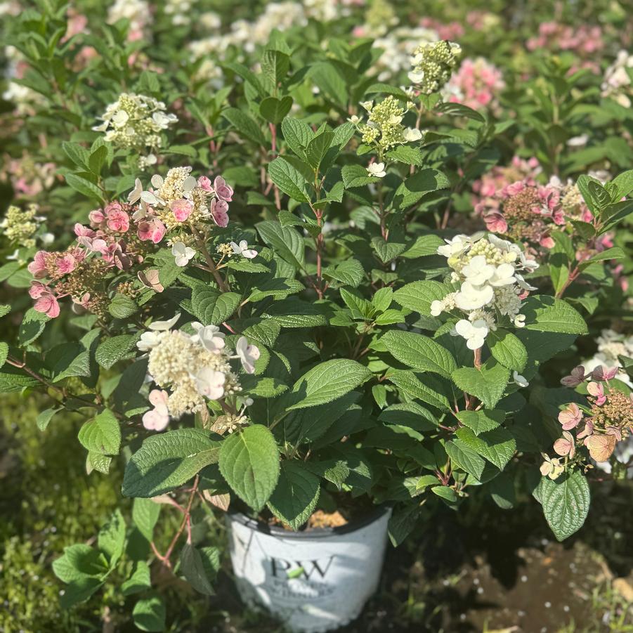 Hydrangea paniculata 'Little Quick FireÂ®' - Panicle Hydrangea from Kaknes Landscape Acer