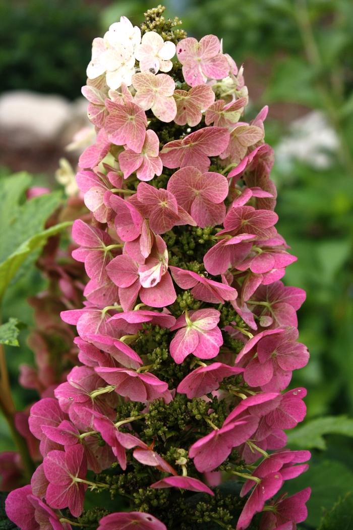 Hydrangea quercifolia Jetstream&trade;